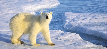 Arctic Adventure Tour Polar Bear