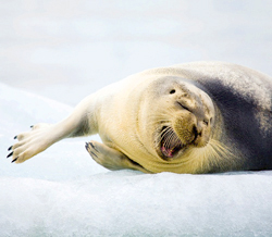 Arctic Bearded Seal