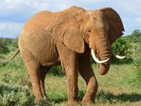 Botswana Travel elephant