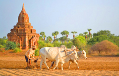 Myanmar Bagan Farmer