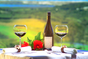 Vineyard wine Karikari New Zealand